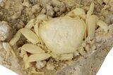 Fossil Crab (Potamon) Preserved in Travertine - Turkey #240450-1